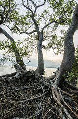 Mangrove forest and sunset 