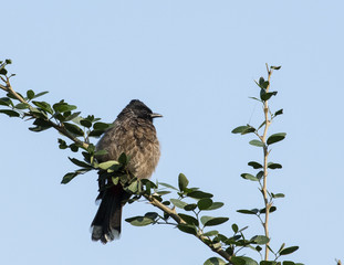 Common Bulbul in Brown Color Sitting on Branch