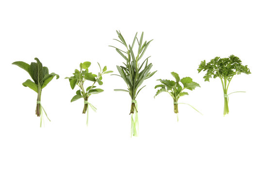 Collections of Isolated on white Herbs in a cute little Bunch - Sage, Oregano, rosemary, lemon balm / Melissa and Parlsley © mvc_stock