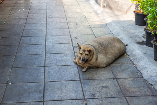 肥満 犬 健康 かわいい デブ犬 Stock Photo Adobe Stock 肥満 犬 健康 かわいい デブ犬 Stock Photo Adobe Stock
