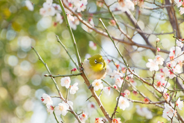 メジロと梅の花