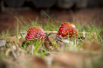 Two red toadstools in the green grass in the forest