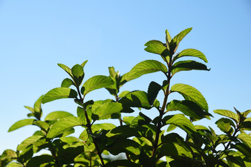 Green fresh mint (mentha) herb growing outside. Mint leaves on light background with copy space