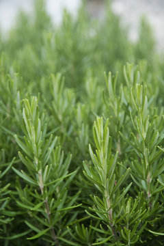 Young fresh rosemary growing in the garden.Rosmarinus officinalis