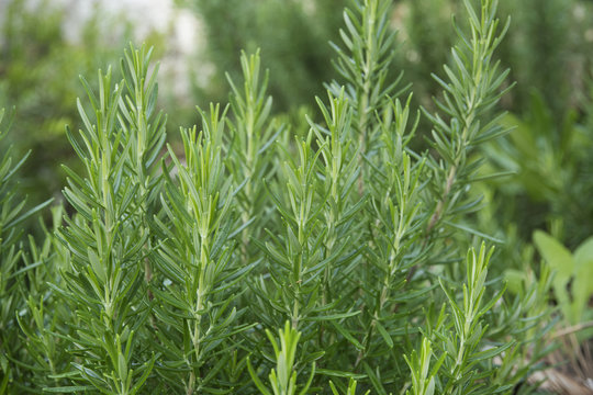 Young fresh rosemary growing in the garden. Rosmarinus officinalis