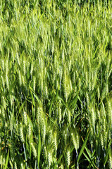 Green wheat field