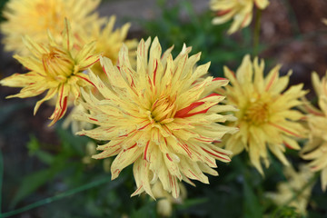 Dahlia jaune en été au jardin