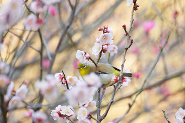 メジロと梅の花