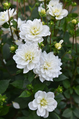 Dahlia blanc en été au jardin
