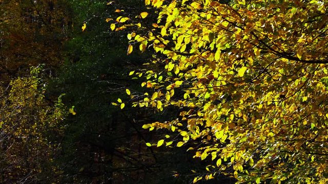 Autumn leaves in the wind - (4K)