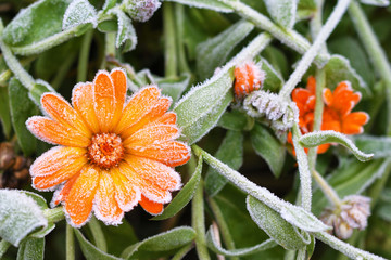 A bright orange calendula flower against a background of green leaves is covered with hoarfrost at...