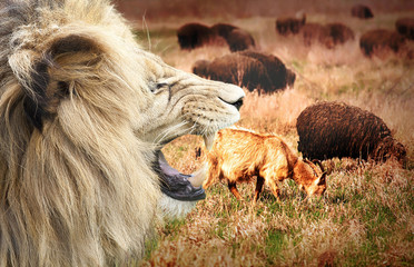 sheep on field with lion