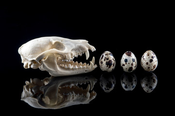 A raccoon's skull chasing eggs like a packman game