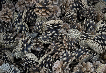 Background: Basket full of pine cones (brown pinecones), harvested in the pine forests in autumn, so as to make them dry and use them as Christmas decorations, Italy