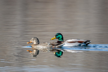 Duck Pair