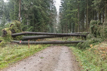 sturmschäden