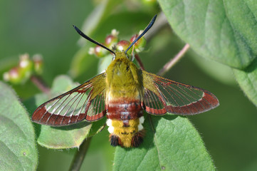 Schmetterling Hummelschwärmer