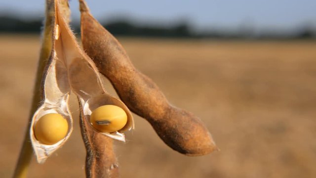 Grain in a string bean on the field close up.
