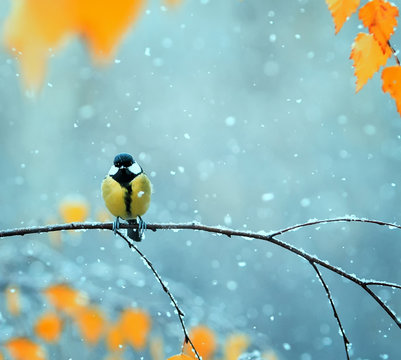 portrait of a cute bird tit in the Park sitting on a branch among bright autumn foliage during a snowfall