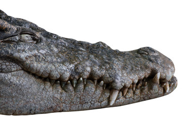 head crocodile isolated on white background - clipping paths