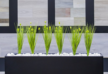 office decor green plants in a black rectangular pot