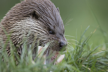 euroasian otter close up portrait in and out of water with fish