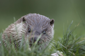euroasian otter close up portrait in and out of water with fish