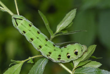 Raupe Weinschw&auml;rmer