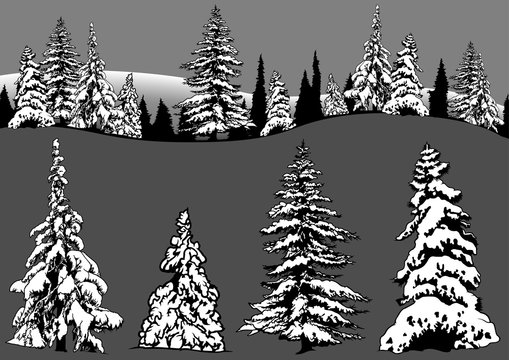 Snowy Coniferous Tree Set - Four Conifers and Snowy Forest, Design Elements Illustration, Vector