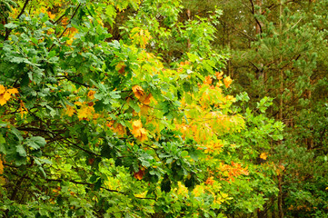 Jesień w lesie, zielone i żółte liście na drzewach.