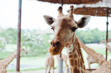 Giraffes in the zoo safari parkin Thailand. .