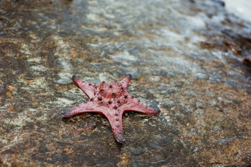 Starfish, sea star