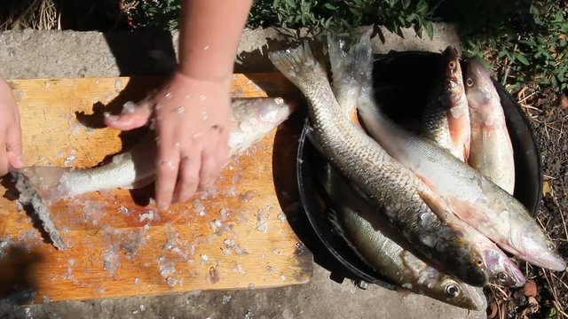 Cleaning and cutting fresh fish outdoors on a Sunny day