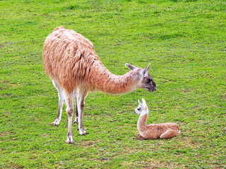 Beige young llama with mother on green grass. Lama glama is a domesticated South American camelid, widely used as a meat and pack animal