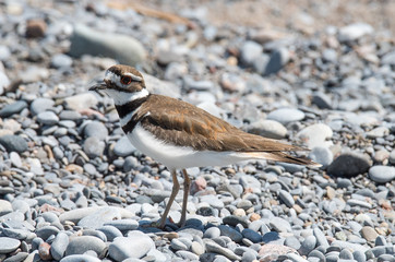 Bird on Shoreline