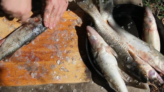 Cleaning and cutting fresh fish outdoors on a Sunny day