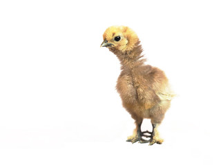 Little chicken breed of Chinese silk chicken isolated on white background. The beige chicken stretched out its neck
