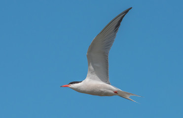 Fototapeta na wymiar Bird in Flight