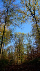 Fototapeta premium vertikaler Blick im herbstlichen Laubwald vor blauem Himmel