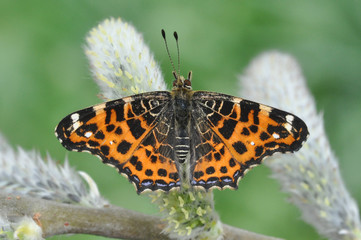 Obraz premium Schmetterling Landkärtchen