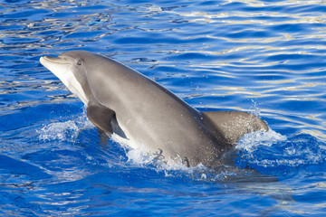 Fototapeta premium Portrait of a bottlenose dolphin