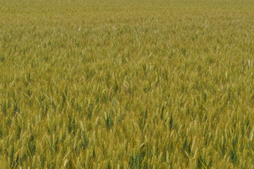 field of wheat corn background