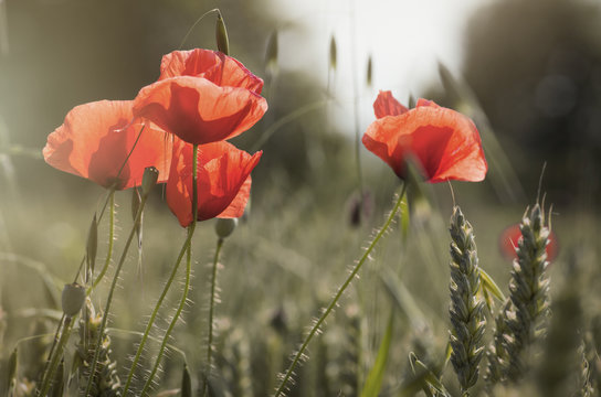 poppies and whea