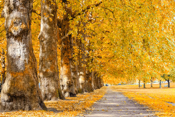 Avenue lined with trees in Green Park of London