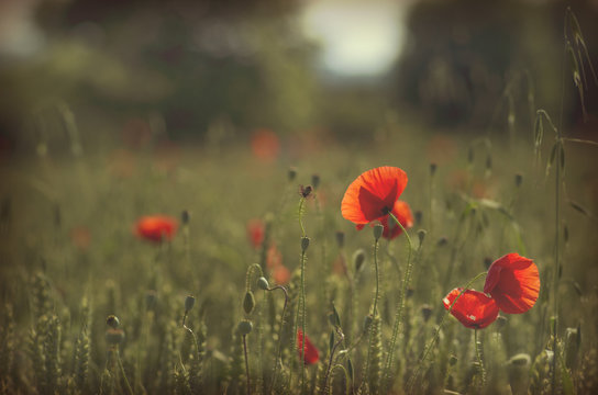 poppies