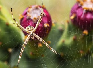 Aranha na teia.