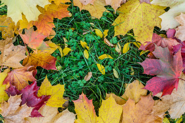 Maple leaves on the green lawn background