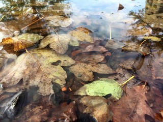 Herbstblätter in einer Regenwasser Pfütze