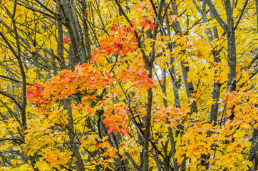 Branches of trees in an autumn park. Seasonal background