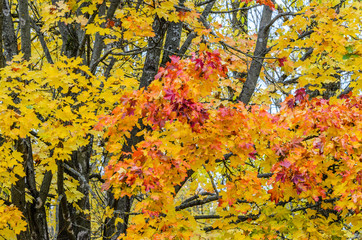 Branches of trees in an autumn park. Seasonal background